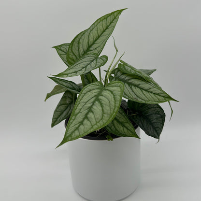 Monstera Siltepecana 'El Salvador'