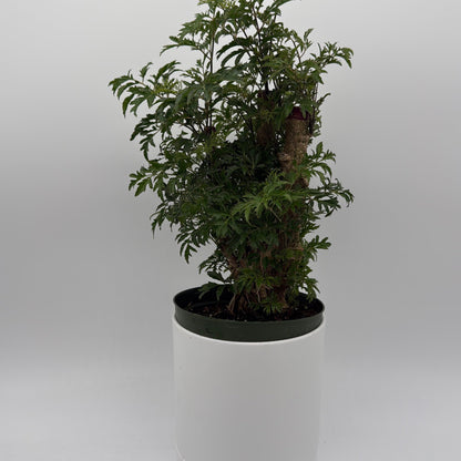 Aralia Ming Stump