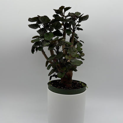 Aralia Fabian Tree