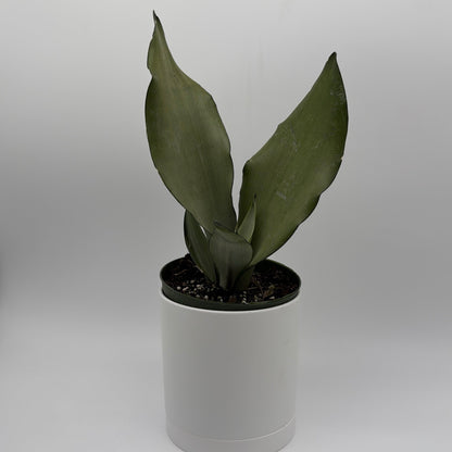 Sansevieria 'Moonshine'