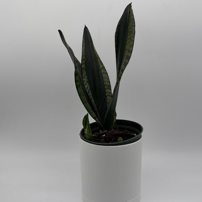 Sansevieria 'Whitney'