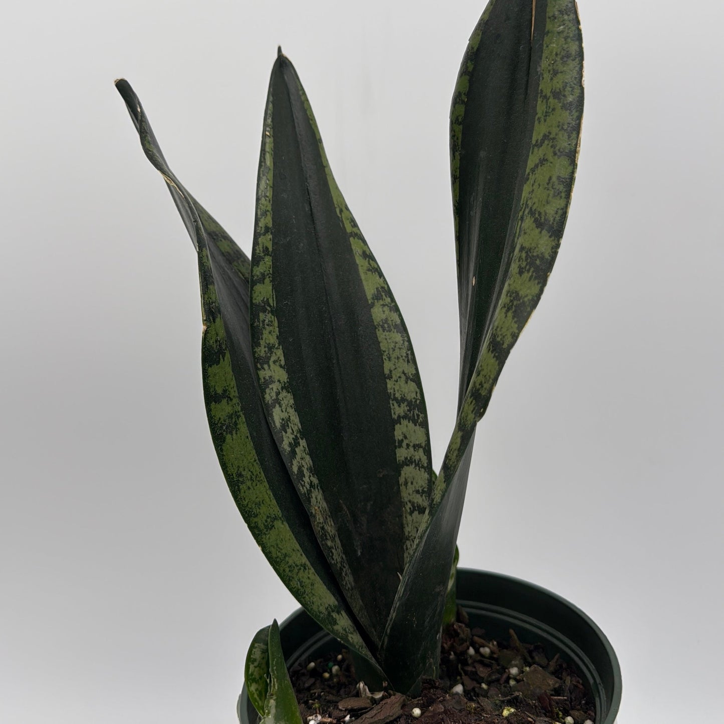 Sansevieria 'Whitney'
