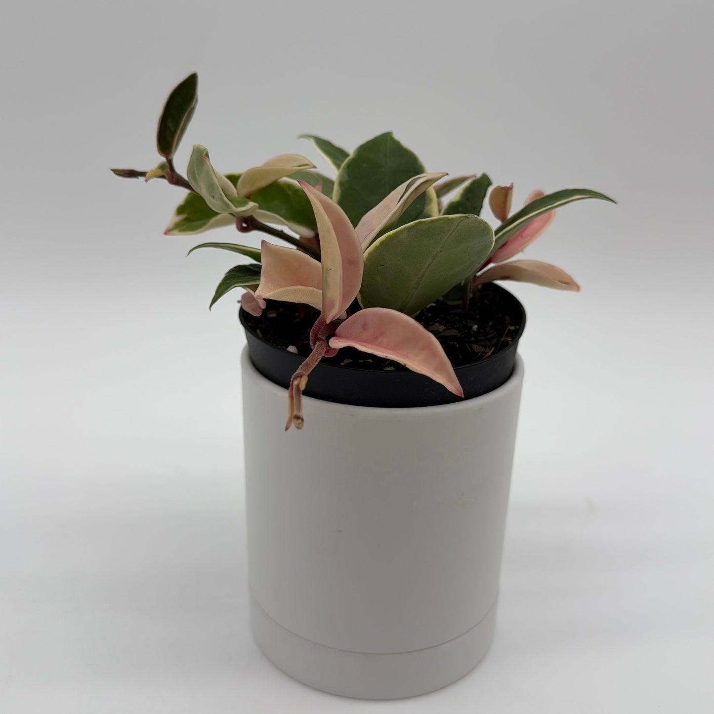 Hoya Krimson Queen