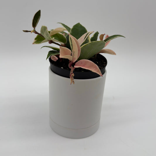 Hoya Krimson Queen