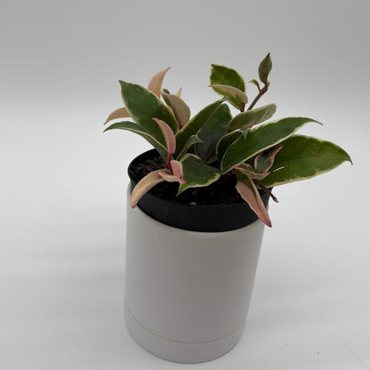 Hoya Krimson Queen