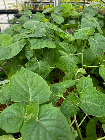 Planta de Poha hawaiana (Physalis peruviana)
