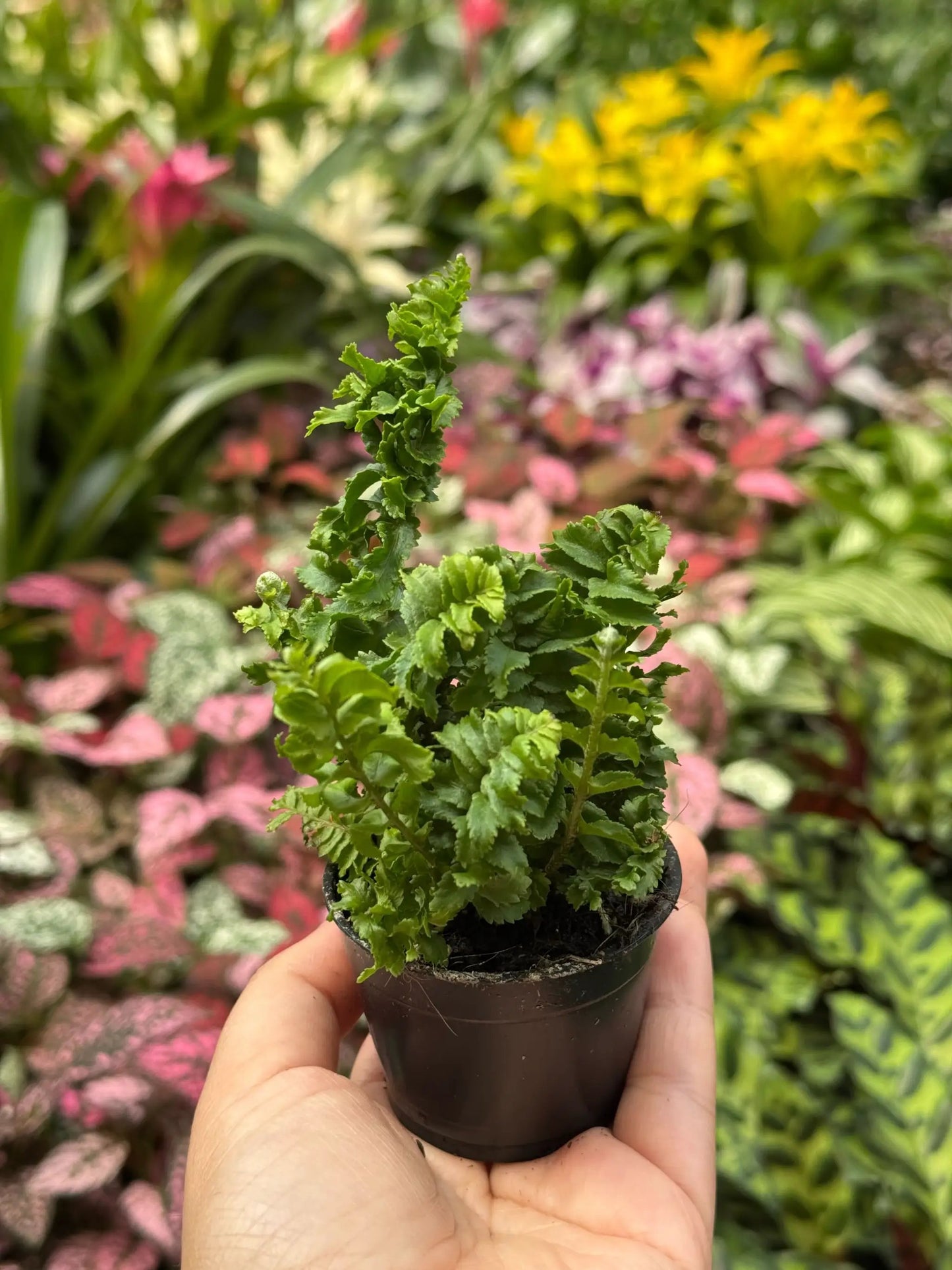 Fern Emina Curly Boston Fern For Hanging Displays