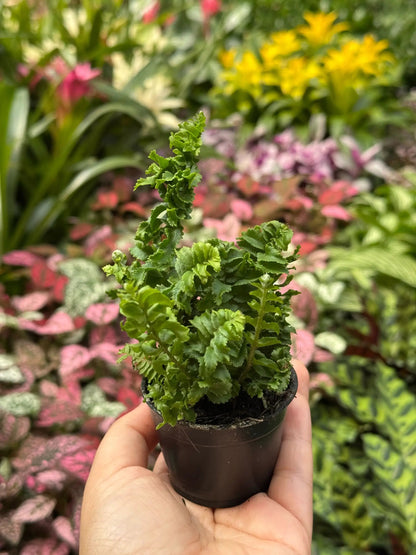 Fern Emina Curly Boston Fern For Hanging Displays