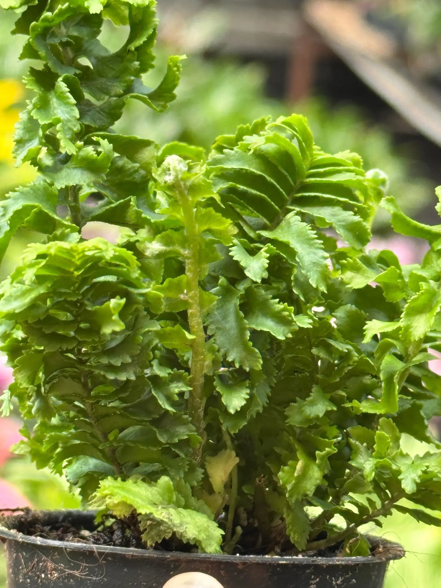 Fern Emina Curly Boston Fern For Hanging Displays