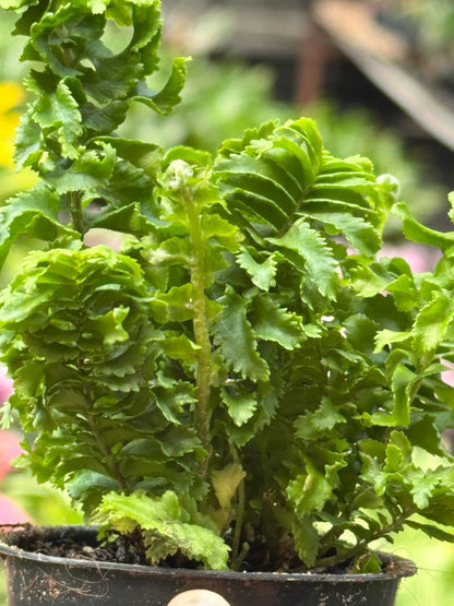 Fern Emina Curly Boston Fern For Hanging Displays