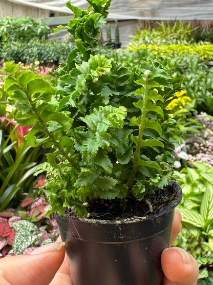 Fern Emina Curly Boston Fern For Hanging Displays