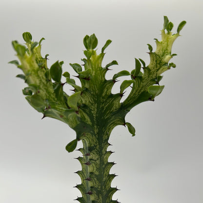 Variegated African Milk Tree Euphorbia trigona stem with green variegation and thorns on Tampa Home & Garden Store