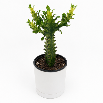 Variegated African Milk Tree Euphorbia Trigona cactus in white pot, RUNOPLANTS potted houseplant on Tampa Home & Garden Store