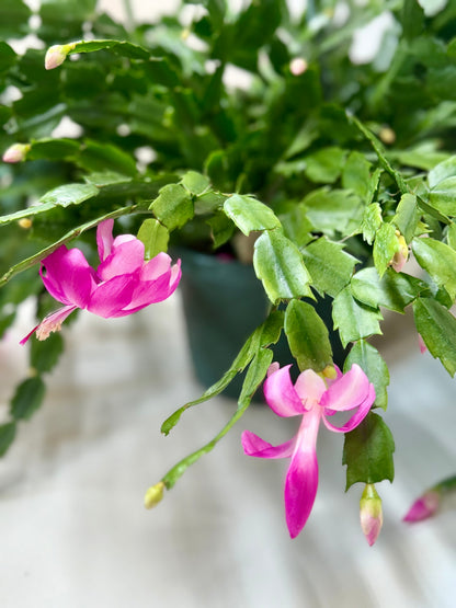 Zygocactus Christmas Cactus pink blooms with trailing green stems Rooted Treasures Farms on Tampa Home & Garden Store
