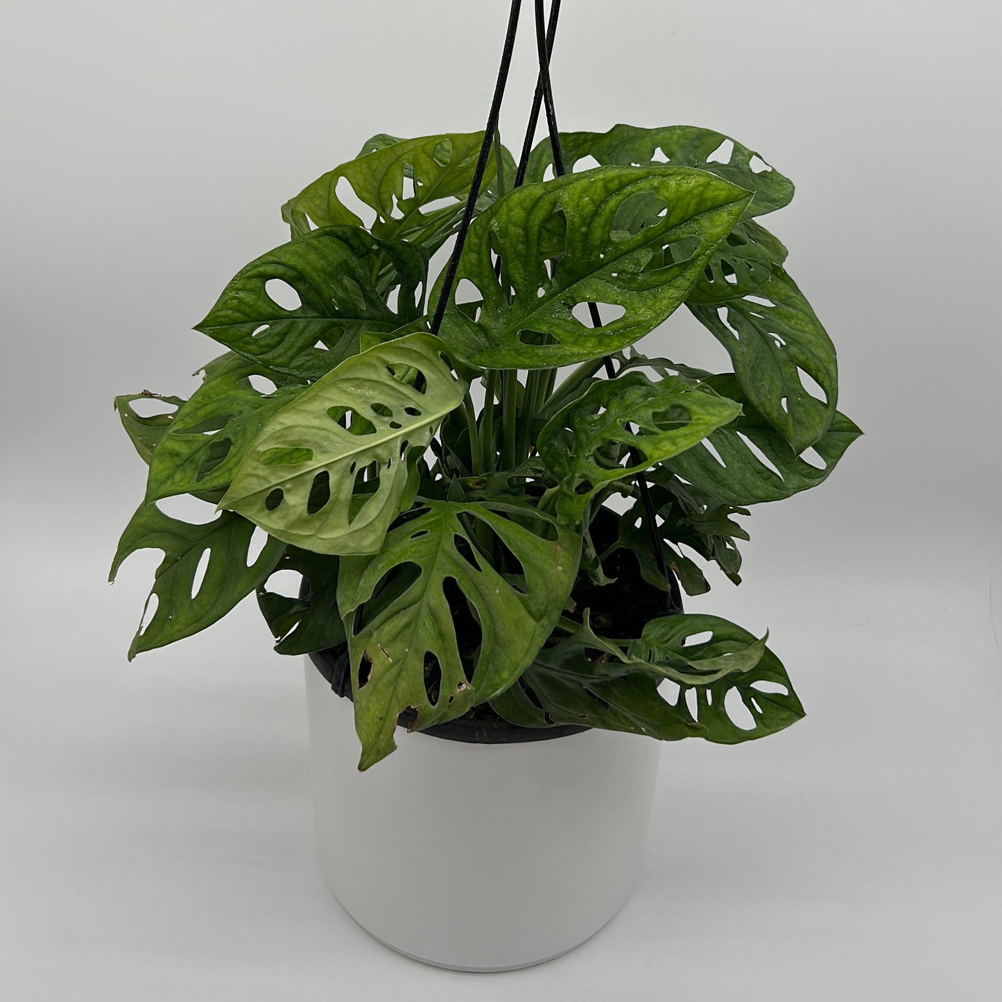 Monstera Adansonii (Monstera à Trous)
