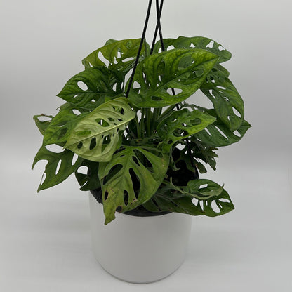 Monstera Adansonii (Monstera à Trous)