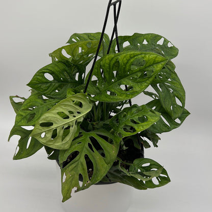 Monstera Adansonii (Swiss Cheese Plant)