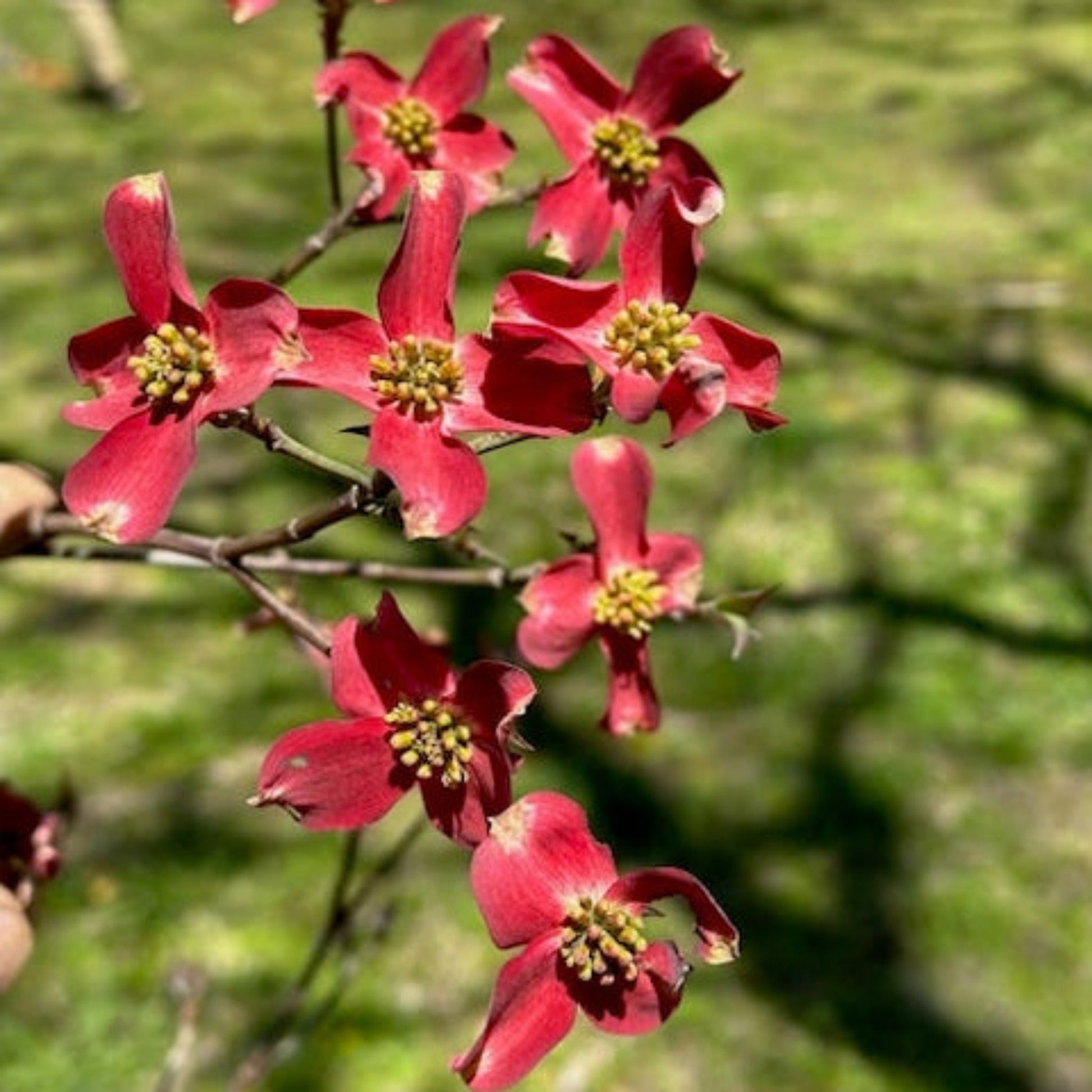 Ragin' Red Dogwood plant with red blossoms on woody stems by Live Good Logistics on Tampa Home & Garden Store