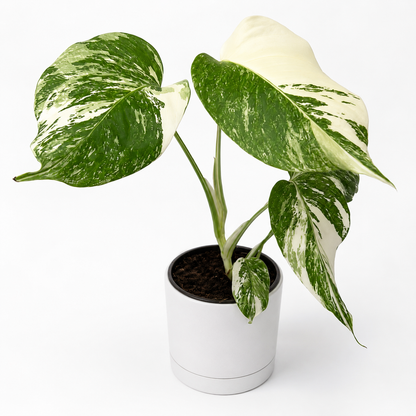 Monstera Albo Borsigiana plant variegated green and cream leaves in white ceramic pot RUNOPLANTS on Tampa Home & Garden Store