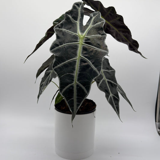 Alocasia Polly