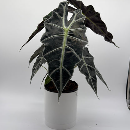 Alocasia Polly Plant African Mask Elephant Ear