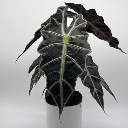 Alocasia Polly