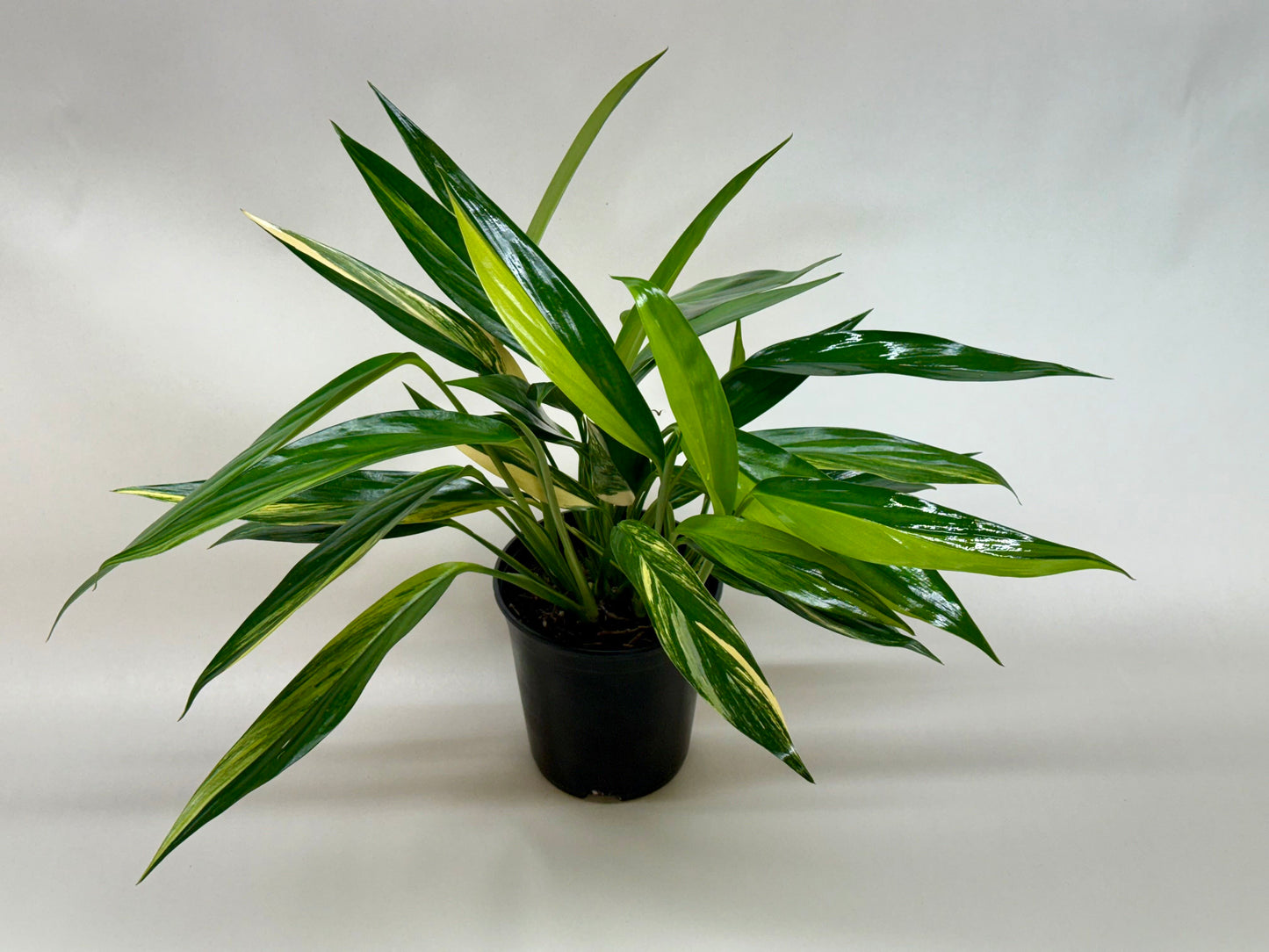 Pothos Silver Streak plant by Rooted Treasures Farms with variegated leaves in a black pot on Tampa Home & Garden Store