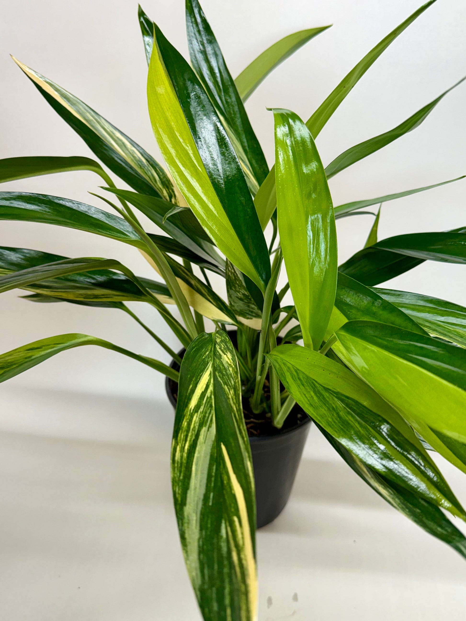 Pothos Silver Streak plant with green and cream striped leaves in a black pot Rooted Treasures Farms on Tampa Home & Garden Store