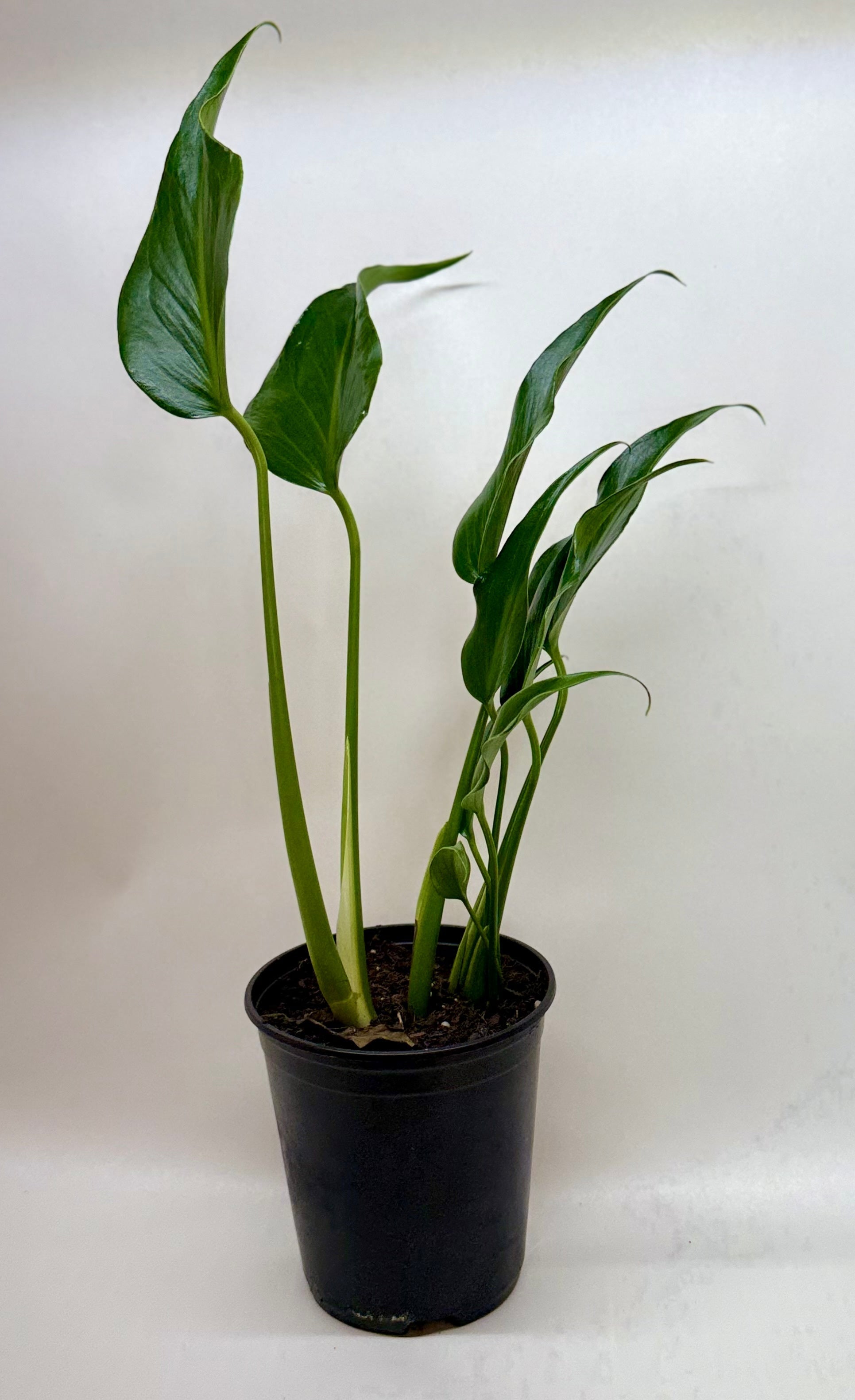 Monstera Burle Marx Flame indoor plant in black pot with green leaves Rooted Treasures Farms on Tampa Home & Garden Store