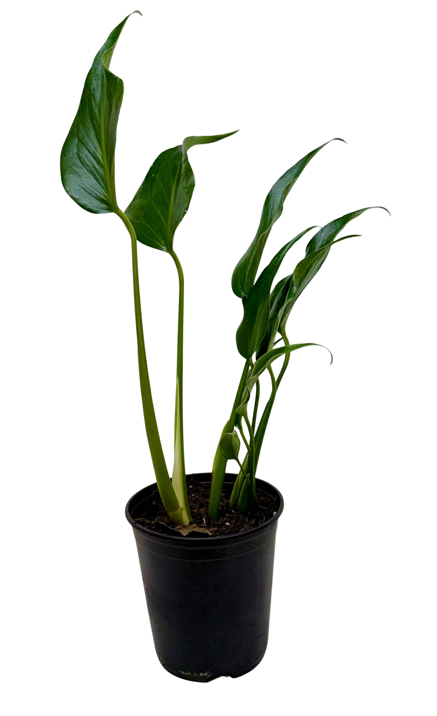 Monstera Burle Marx Flame potted plant Rooted Treasures Farms dark green leaves in black pot on Tampa Home & Garden Store