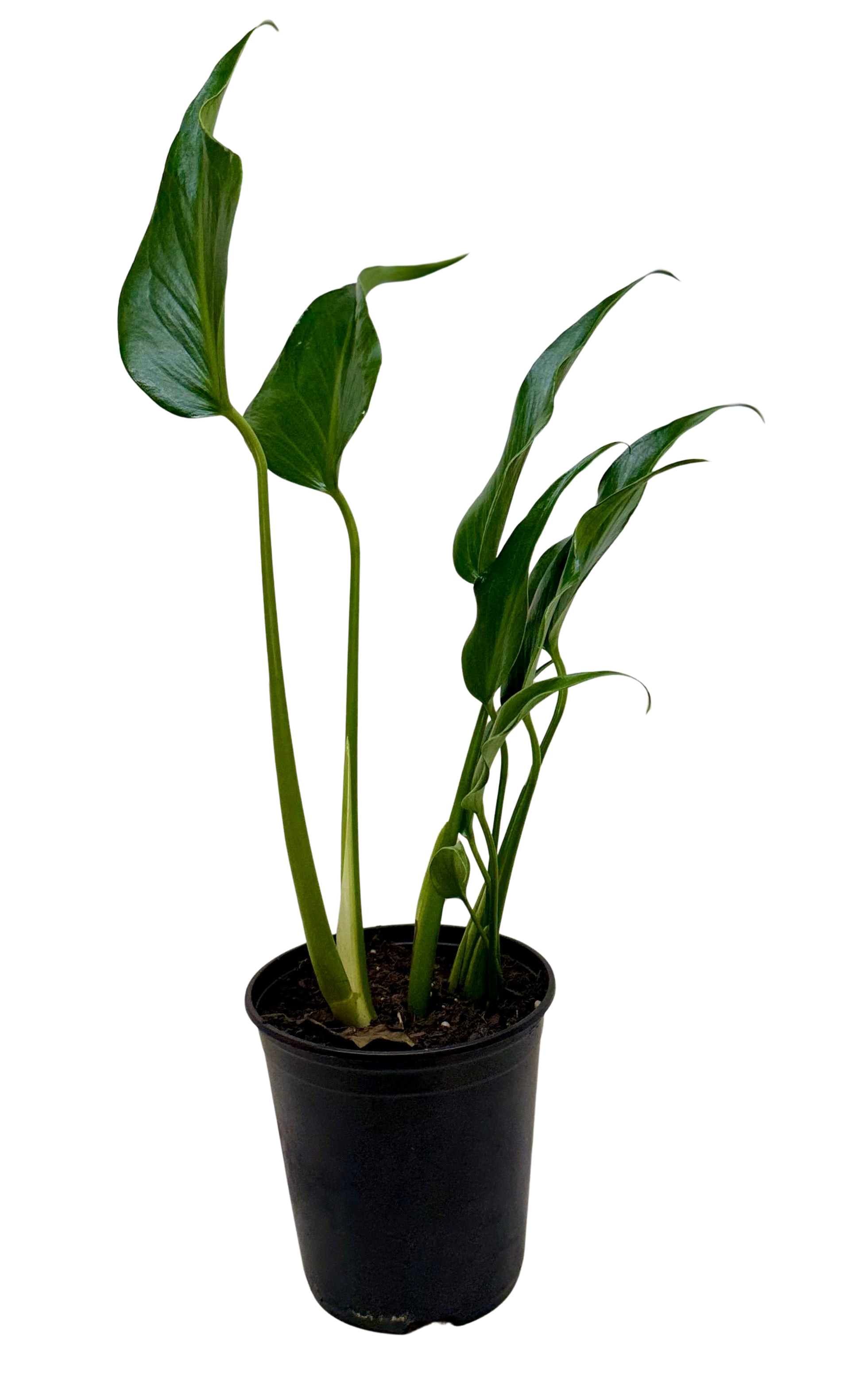 Monstera Burle Marx Flame potted plant Rooted Treasures Farms dark green leaves in black pot on Tampa Home & Garden Store