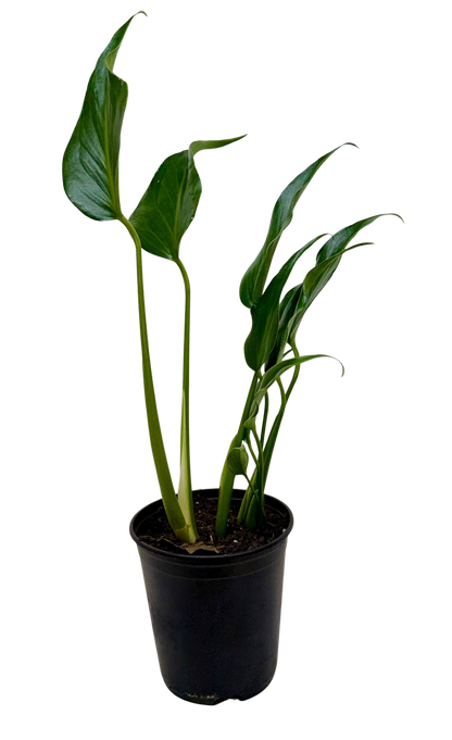 Monstera Burle Marx Flame potted plant Rooted Treasures Farms dark green leaves in black pot on Tampa Home & Garden Store