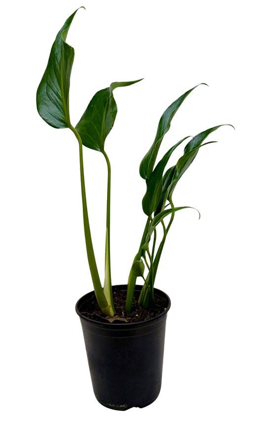 Monstera Burle Marx Flame potted plant Rooted Treasures Farms dark green leaves in black pot on Tampa Home & Garden Store