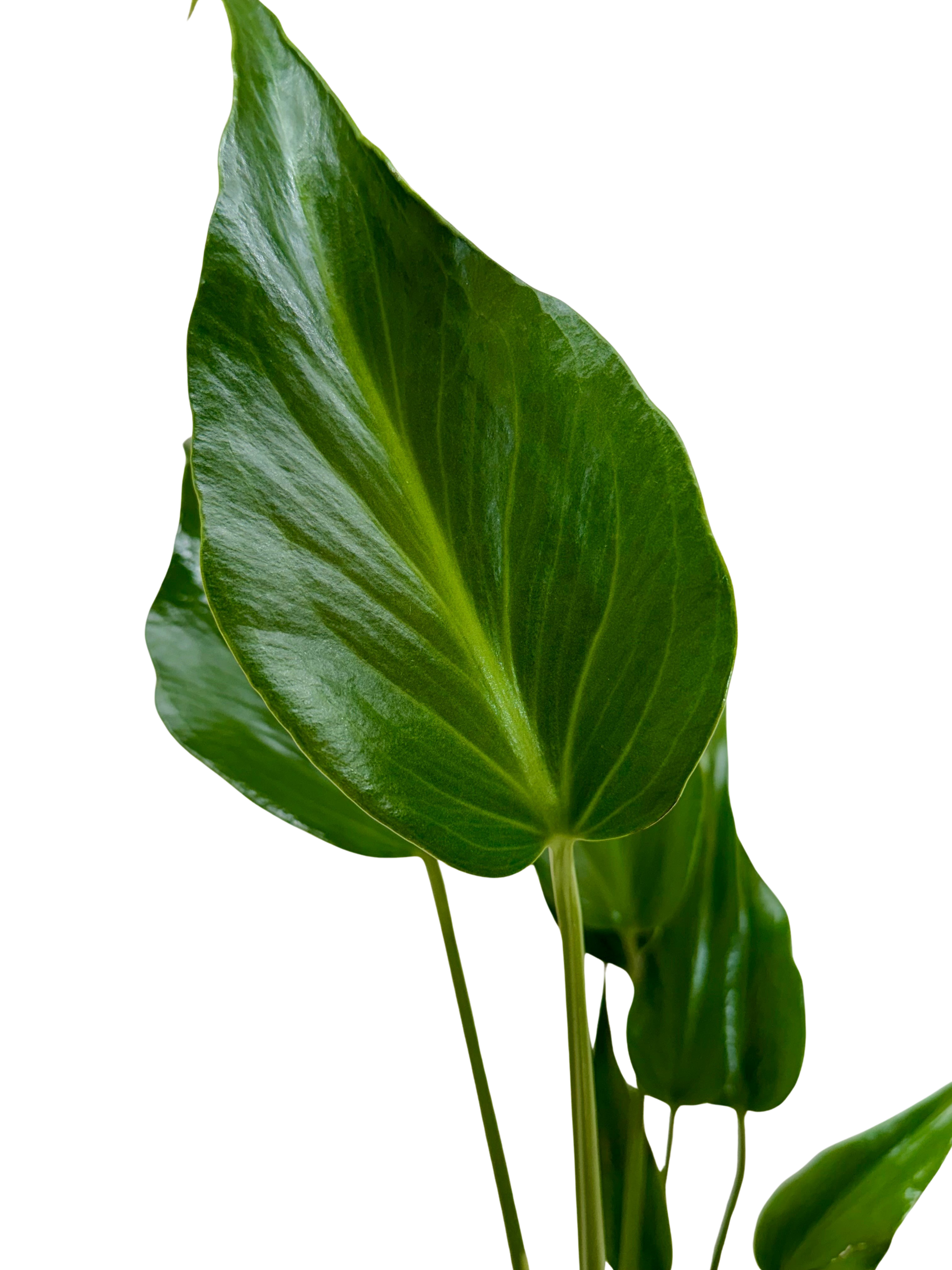 Monstera Burle Marx Flame leaf, glossy green indoor plant by Rooted Treasures Farms on Tampa Home & Garden Store