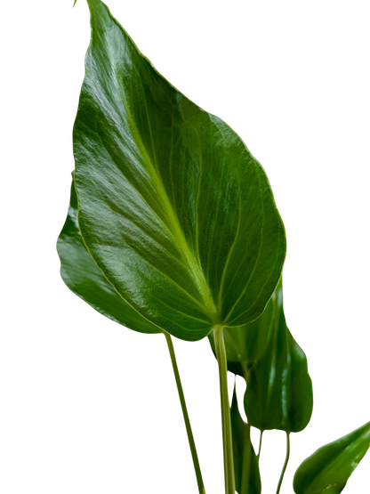 Monstera Burle Marx Flame leaf, glossy green indoor plant by Rooted Treasures Farms on Tampa Home & Garden Store