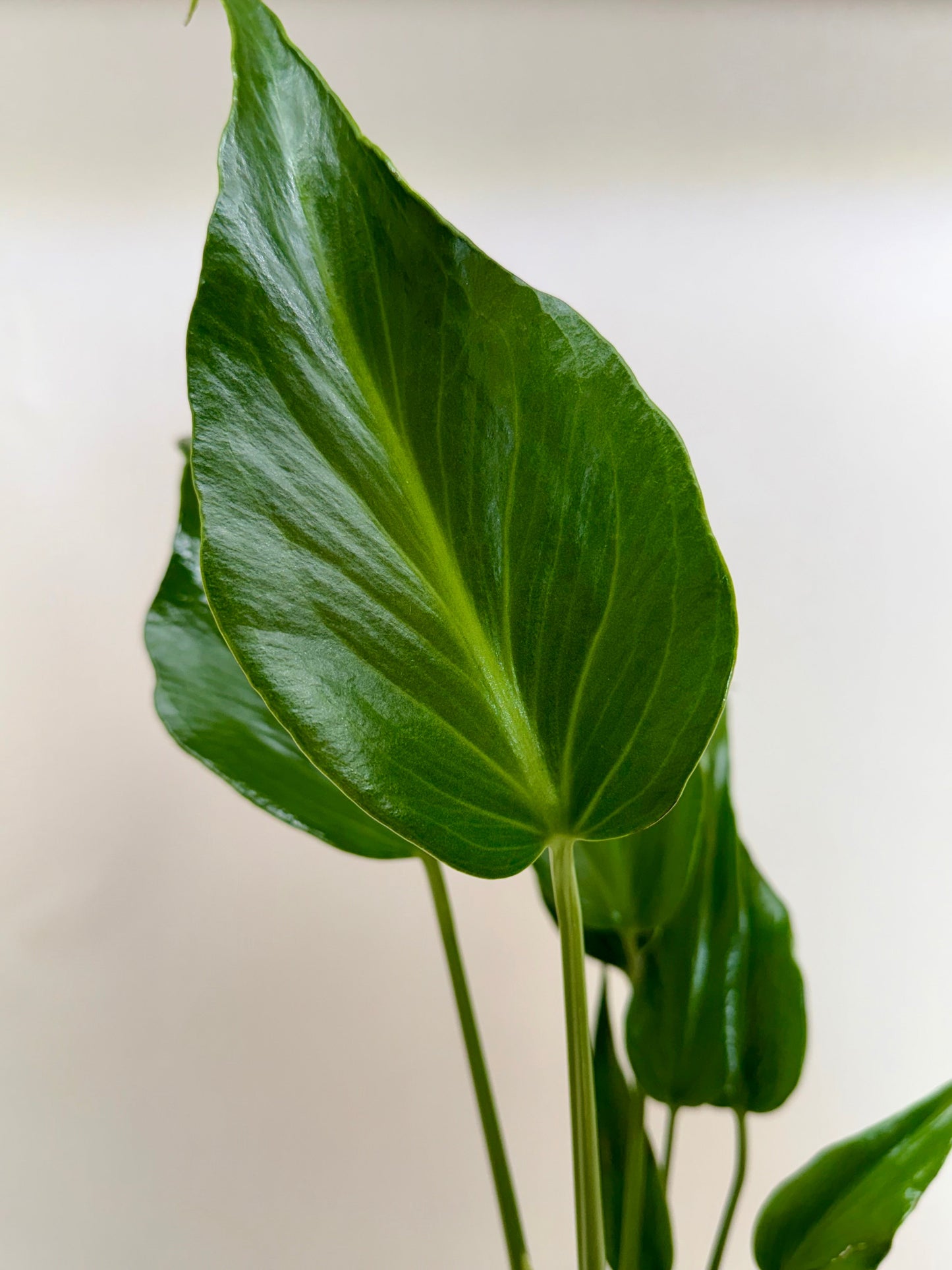 Monstera Burle Marx Flame indoor plant, glossy green leaves, Rooted Treasures Farms potted on Tampa Home & Garden Store