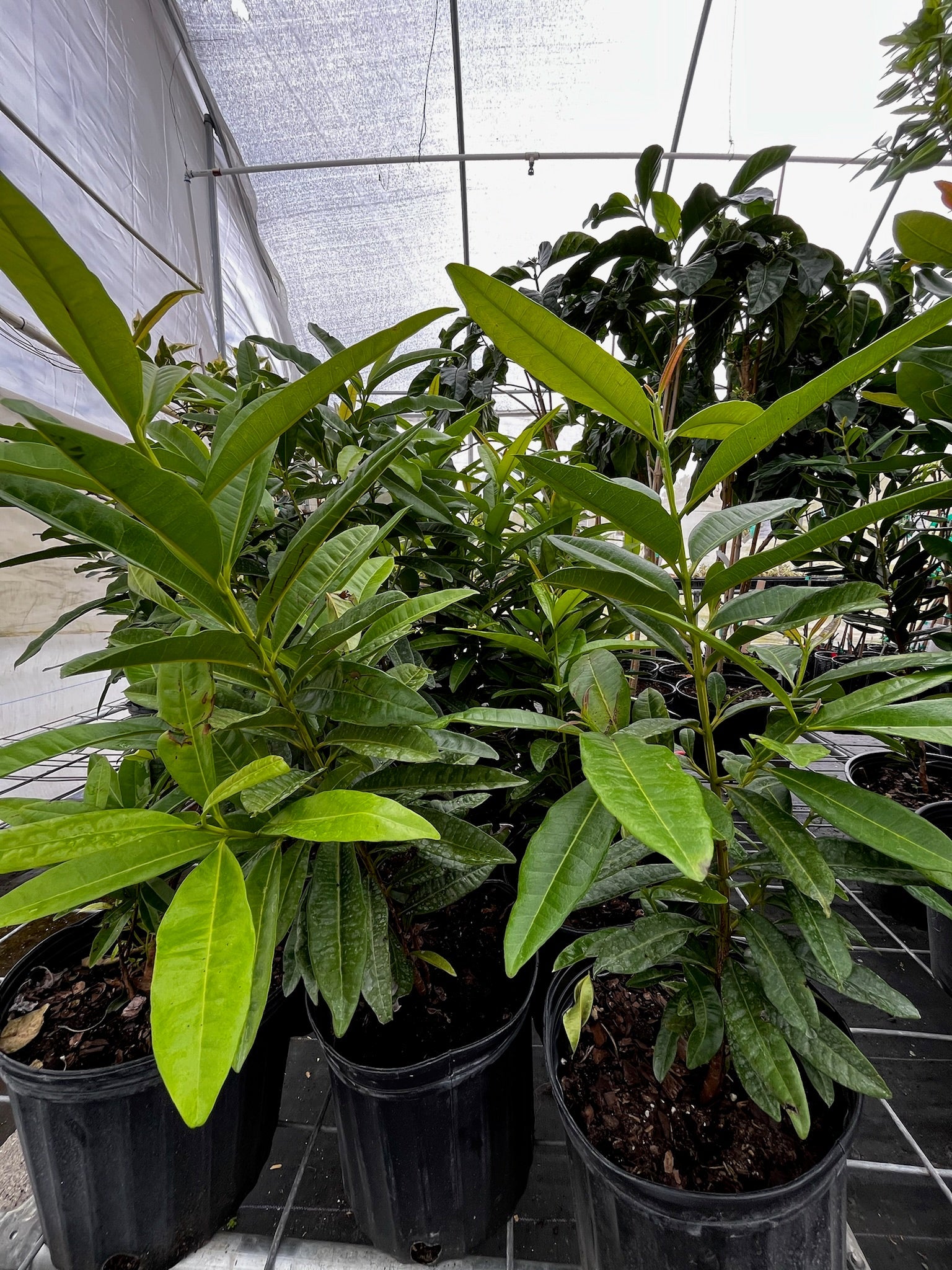 Group of four Allspice tropical fruit trees in black pots with glossy green leaves Sow Exotic on Tampa Home & Garden Store