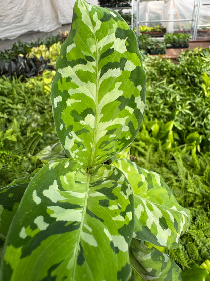 Chinese Evergreen Pictum Tricolor 4in plant with variegated green cream leaves on Tampa Home & Garden Store