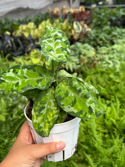Chinese Evergreen Pictum Tricolor 4-inch plant with green-cream variegated leaves in a pot on Tampa Home & Garden Store