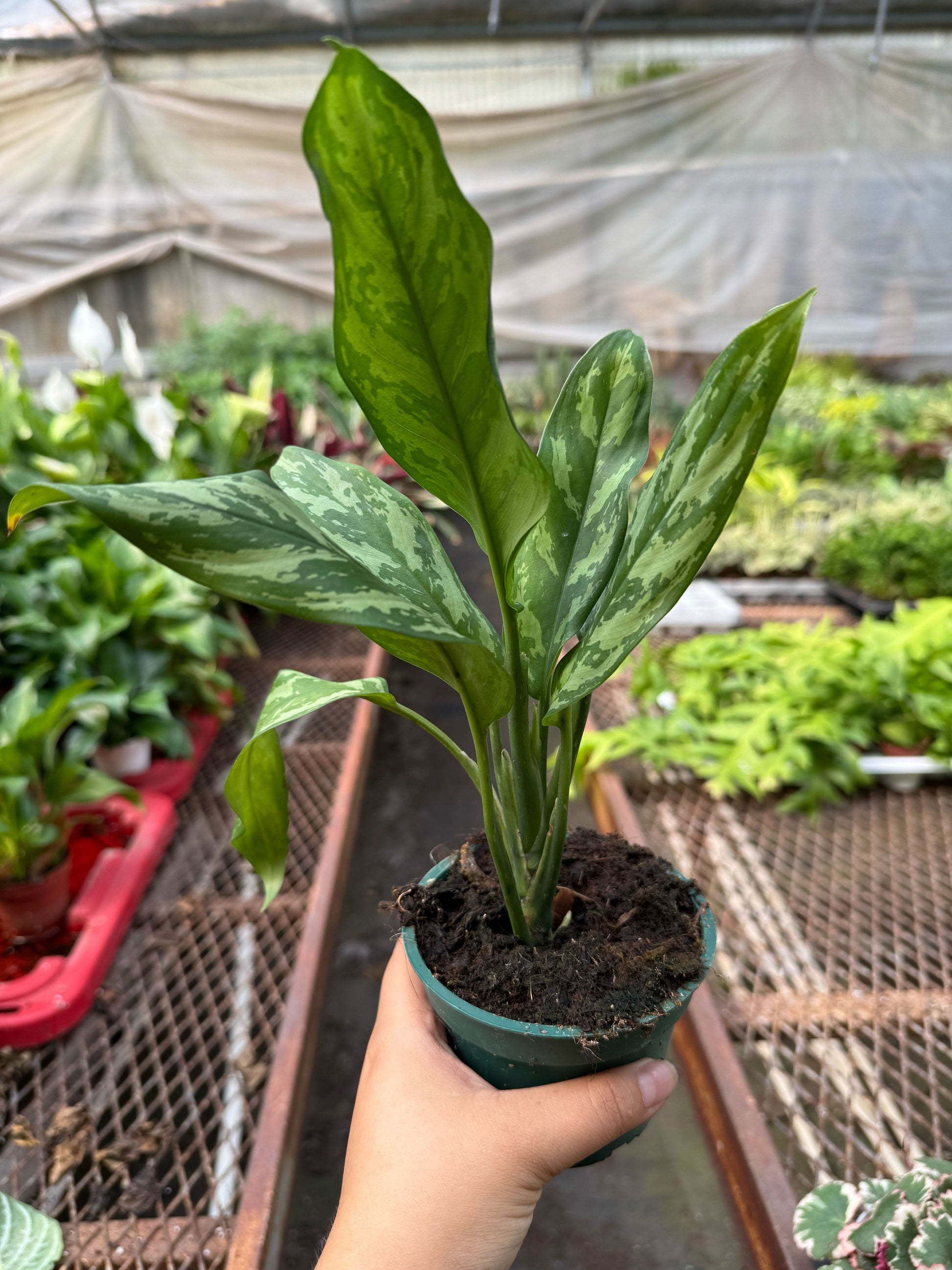 Chinese Evergreen Maria indoor plant with variegated green leaves in pot Rooted Treasures Farms on Tampa Home & Garden Store
