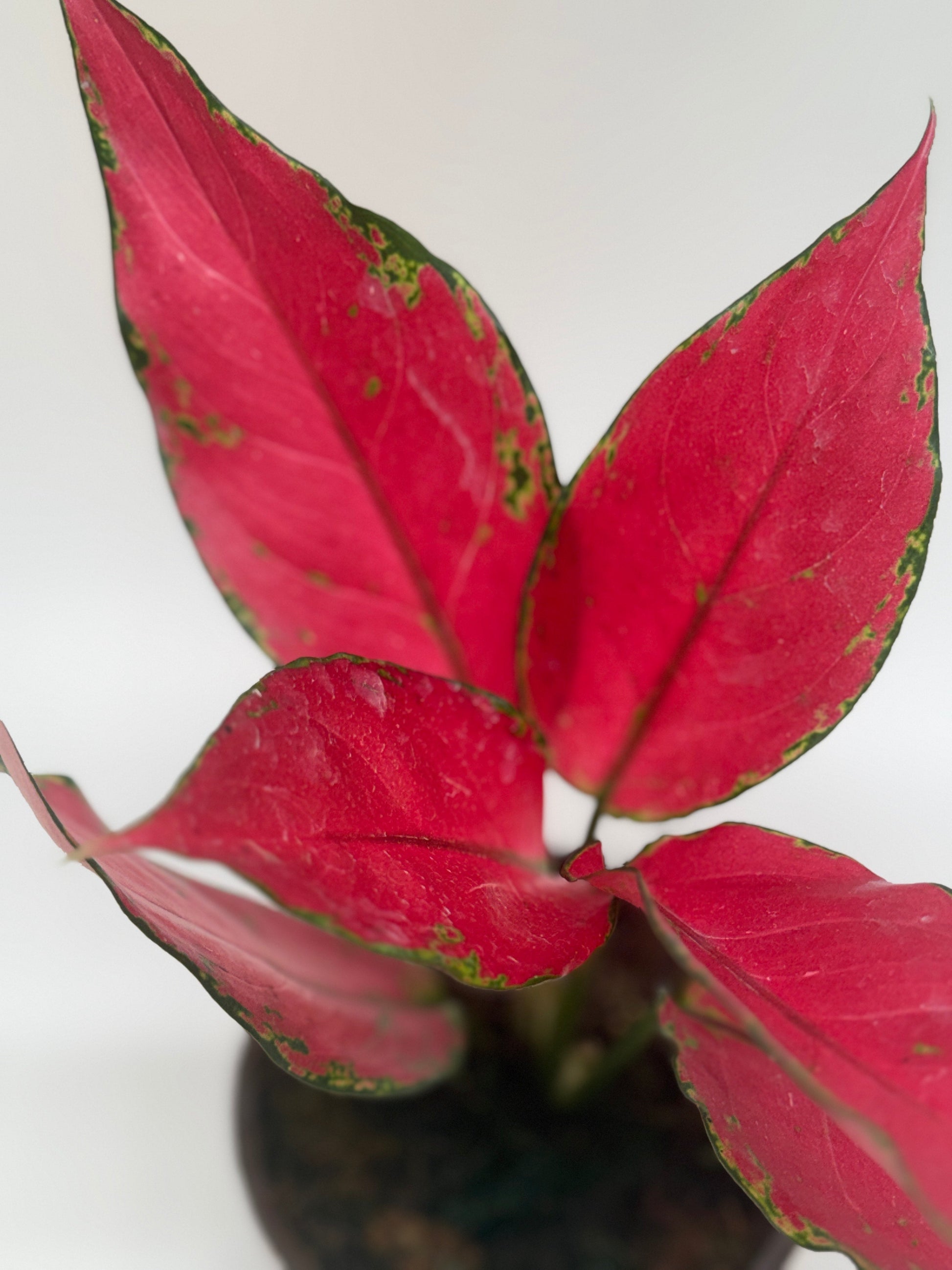 Chinese Evergreen Ruby Garuda 4in plant with red leaves and green edges Rooted Treasures on Tampa Home & Garden Store