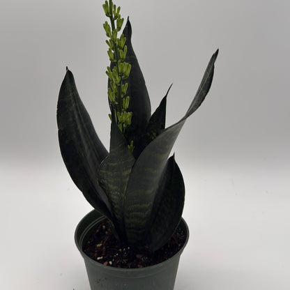 Sansevieria Robusta
