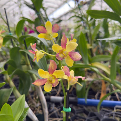 Mystery Blooming Orchid