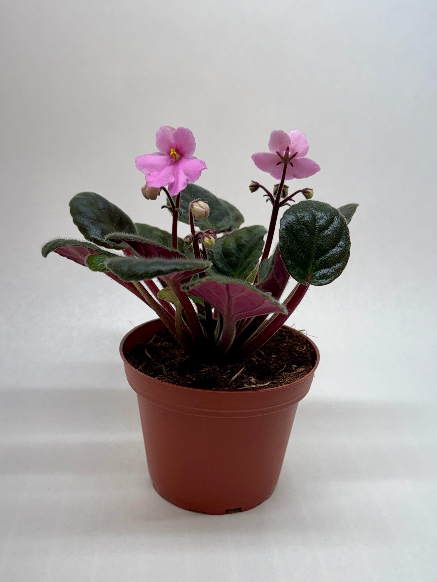 African Violet Pink 4in plant with fuzzy leaves and pink blooms in a small pot on Tampa Home & Garden Store
