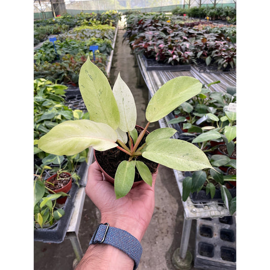 Philodendron Snowdrift indoor plant, pale variegated leaves in a pot, House Plant Shop on Tampa Home & Garden Store