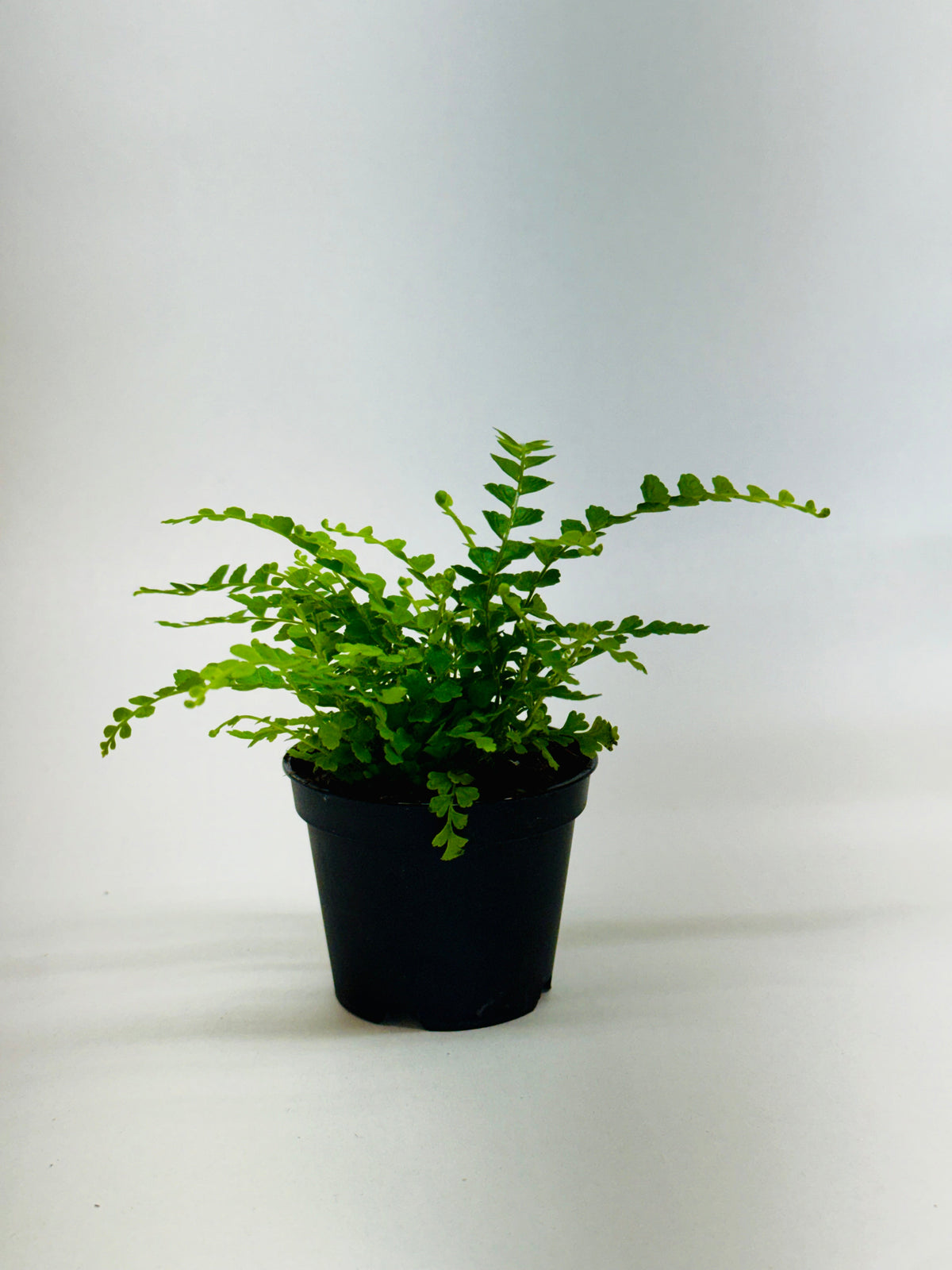 Lemon Button Fern in a black plastic pot with bright green fronds House Plant Shop on Tampa Home & Garden Store