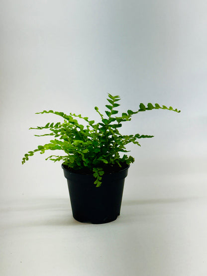Lemon Button Fern in a black plastic pot with bright green fronds House Plant Shop on Tampa Home & Garden Store