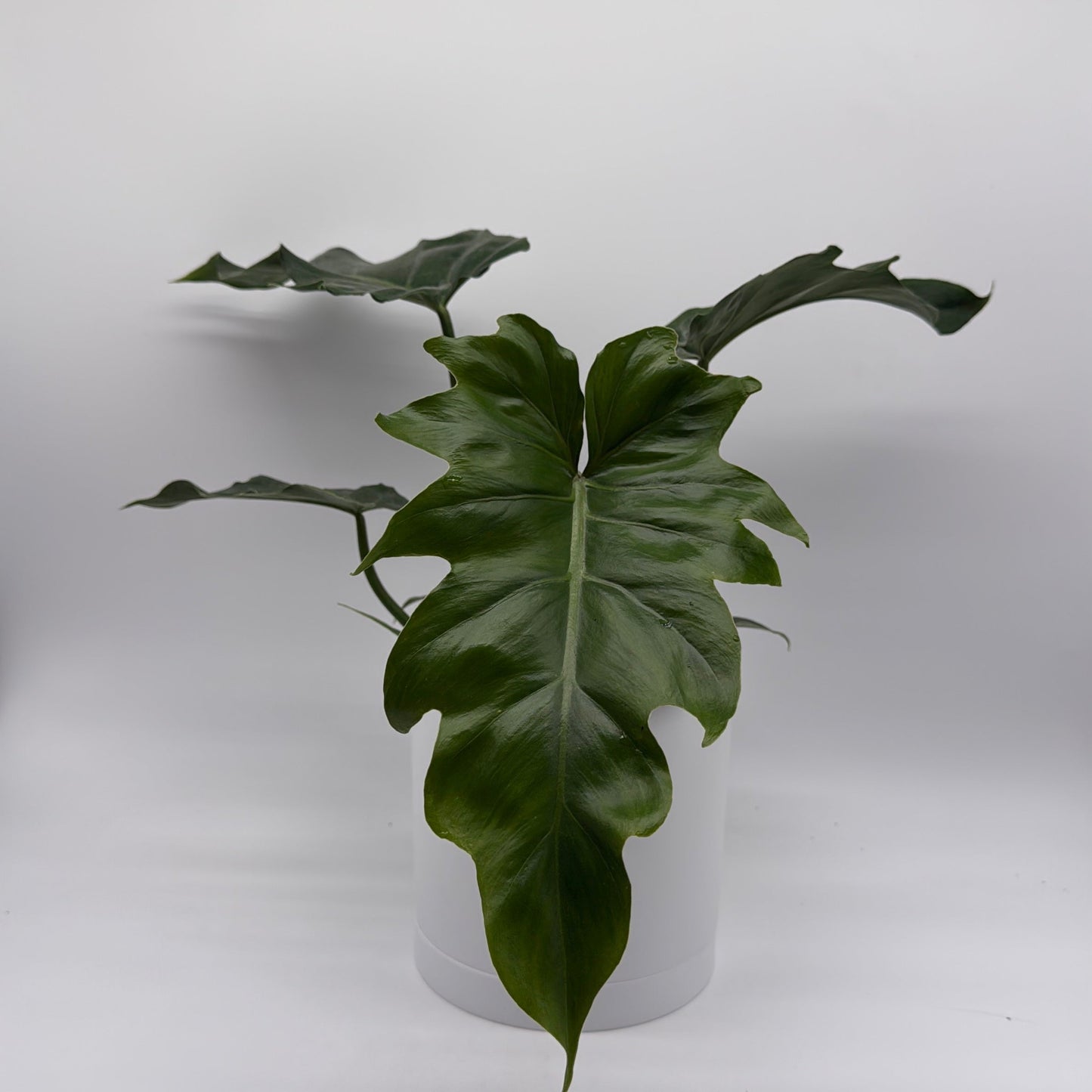 Philodendron Mayoi