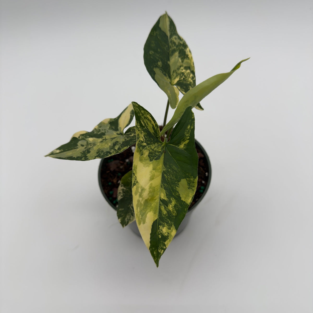 Syngonium Podophyllum Aurea variegated plant in pot with green and cream leaves RUNOPLANTS on Tampa Home & Garden Store