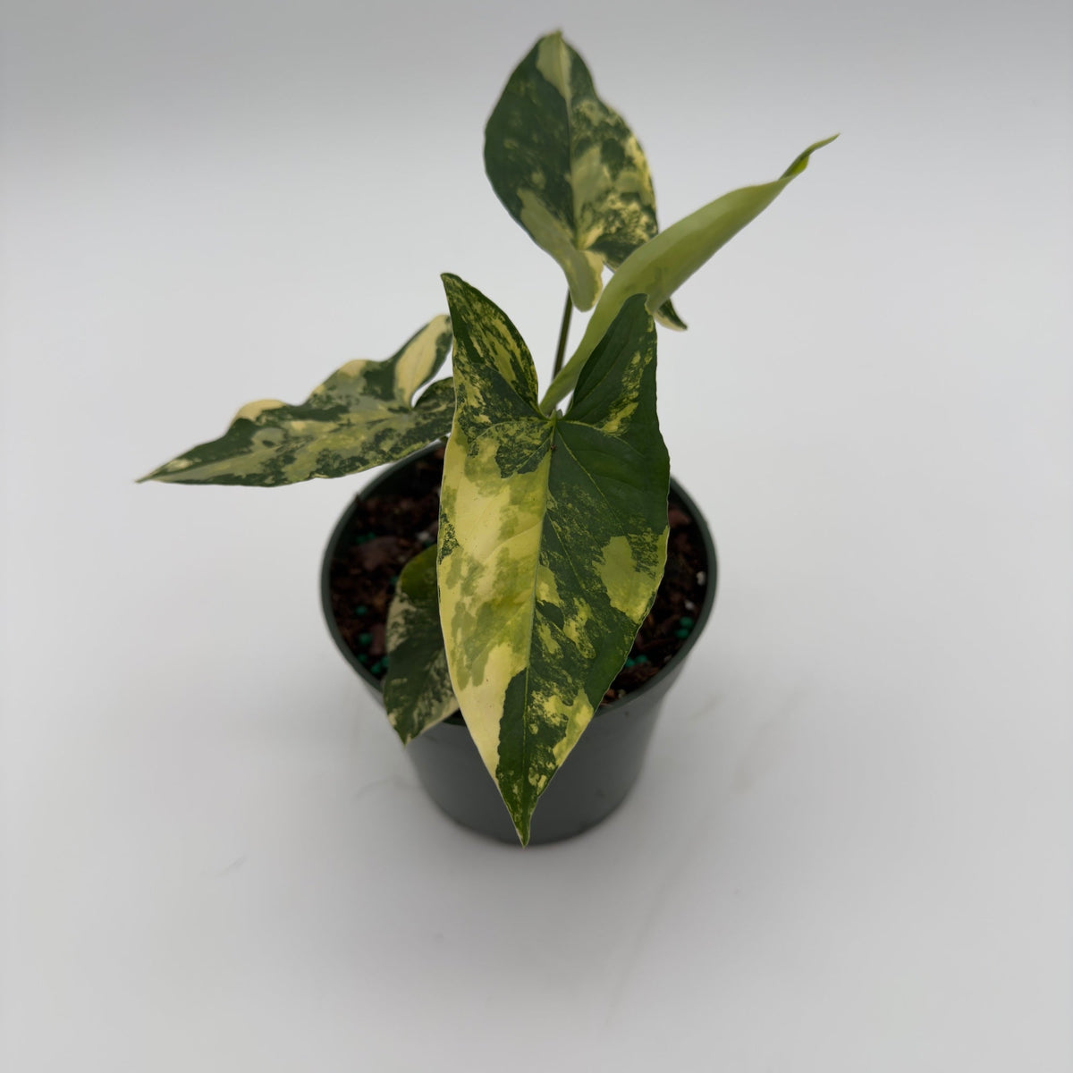 Variegated Syngonium Podophyllum Aurea in a small pot with green and cream leaves RUNOPLANTS on Tampa Home & Garden Store